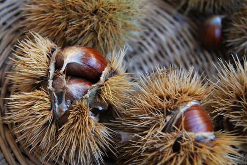 Marroni di Talamello