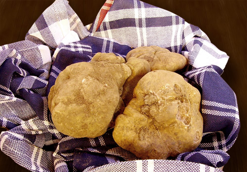 Tartufo Bianco