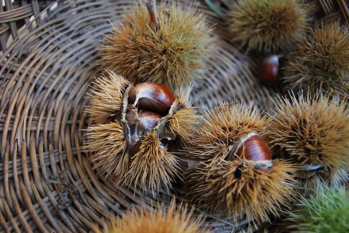 Fiera delle Castagne