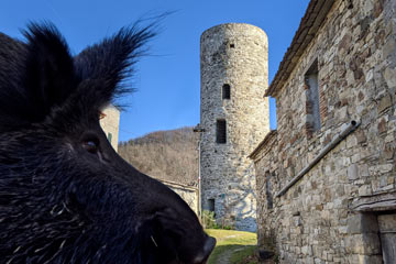 Sagra del Cinghiale a Maciano