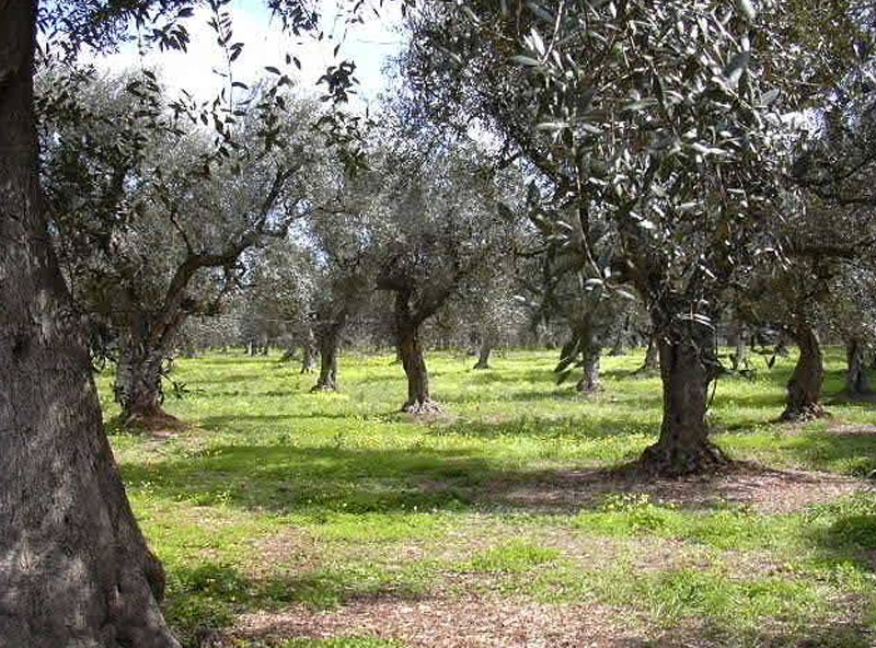 Il Giardino degli Ulivi